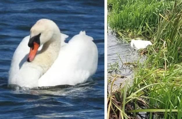 weaver_steph's tweet card. North Northants Council (NNC) is reminding anyone who keeps more than 50 birds that they must house their birds from today (Thursday, November 6) to minimise the risk of avian flu.