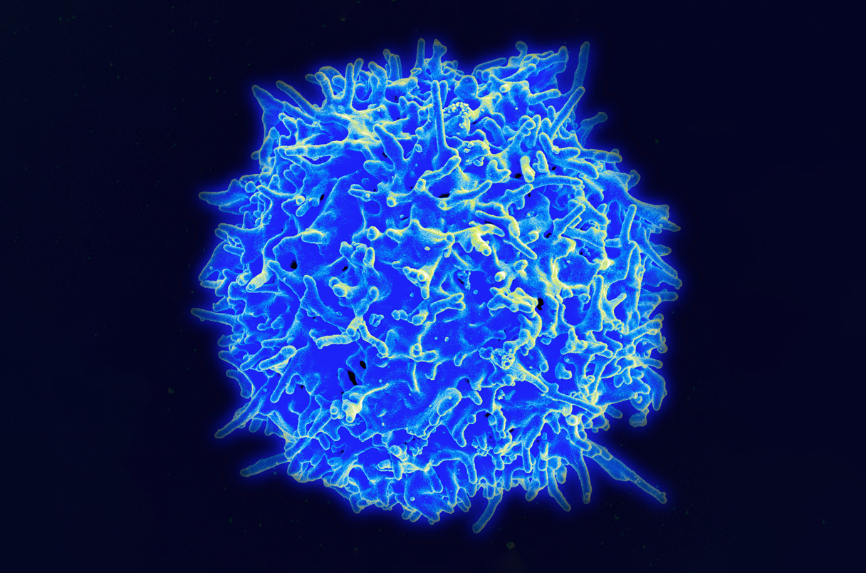 LabWaggoner's tweet card. Nobel laureate makes regulatory T cells that last longer in the body, boosting clinical hopes