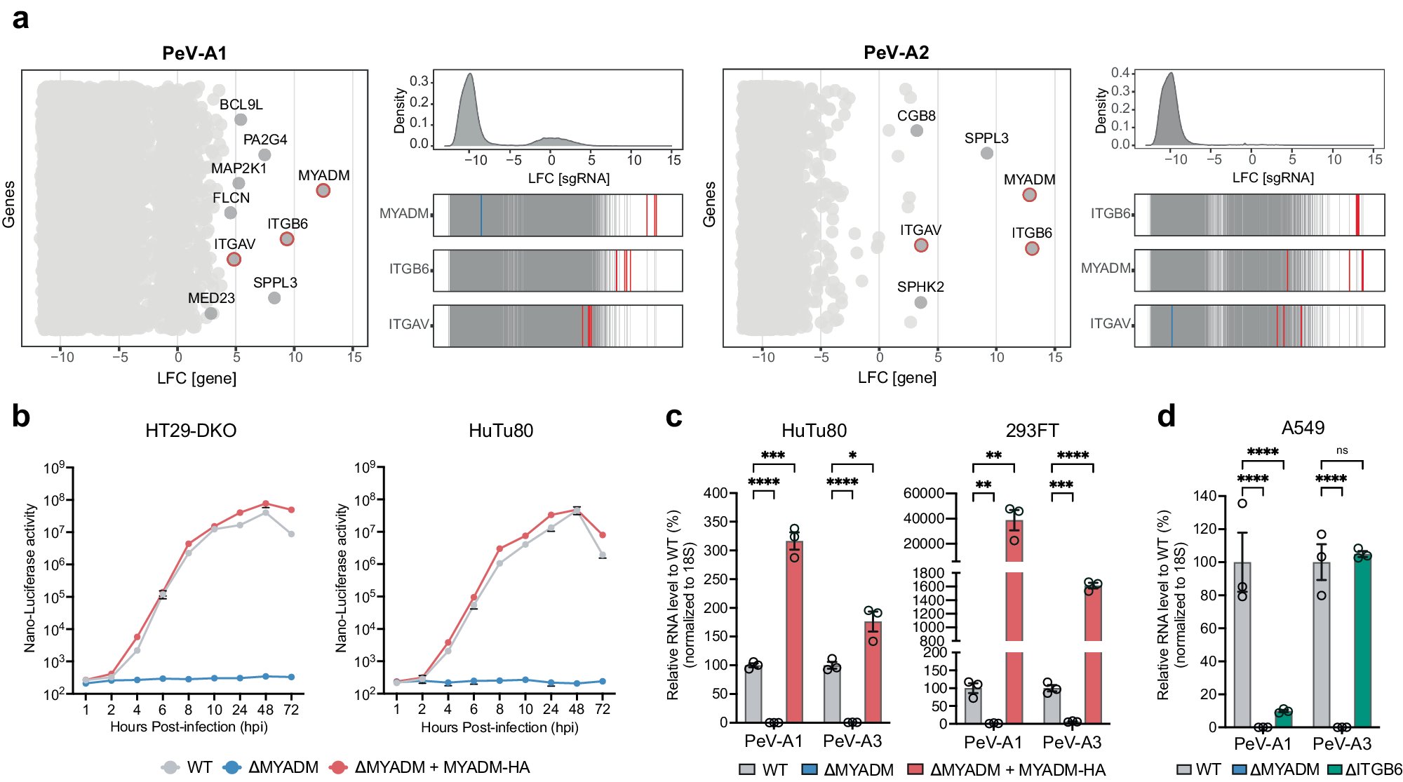 ChrisVirology's tweet card. Nature Communications - Host factors required for parechovirus entry are not well understood. Here, the authors identify MYADM as an essential host entry factor that directly binds human...
