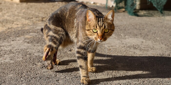 monkey_moo18's tweet card. Allowing someone who shot an innocent cat from a moving vehicle to keep access to guns would endanger both animals and people. (57543 signatures on petition)