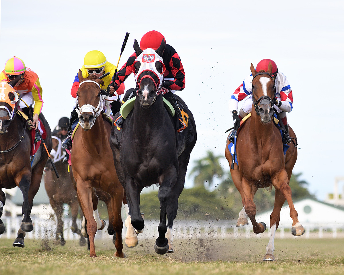 florida_horse's tweet card. BY BROCK SHERIDAN Florida-breds Ashima, Our Liberty Belle and Seat At the Table are included in an overflow field set for Saturday’s Claiming Crown Tiara, a $150,000 test scheduled for a mile-and-a...