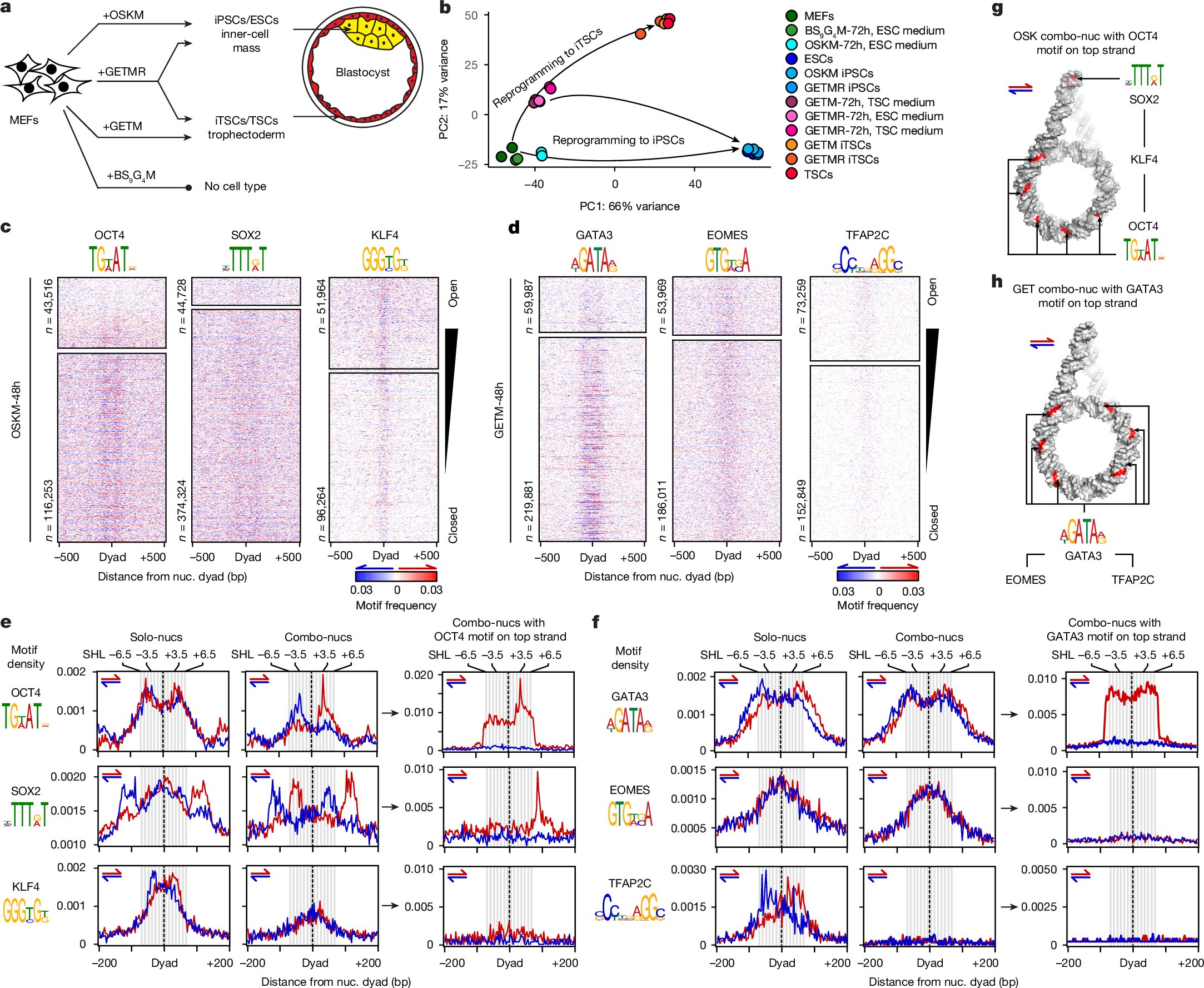 BuganimLab's tweet card. Nature - Motif grammar on nucleosome fibres acts as signpost elements, directing TF combinatorial binding to enhancers.