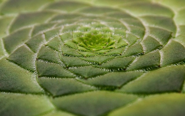 WebixUI's tweet card. The 5 Most Promising Frameworks of the First Half of 2016