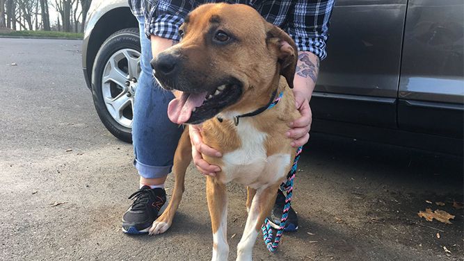 SpecNews1CLT's tweet card. A dog in Charlotte is looking for a loving forever home after he was abandoned multiple times.