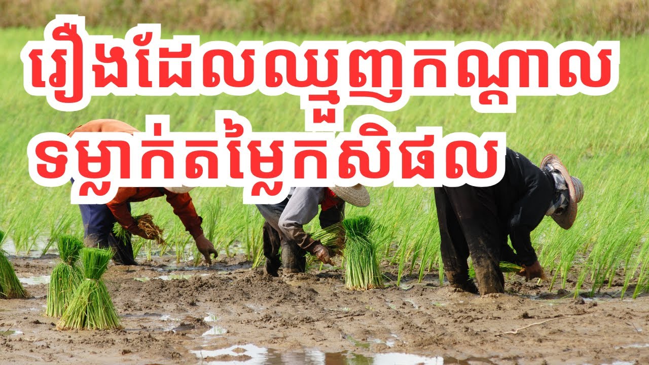 ansithav's tweet card. រឿង​ដែល​ឈ្មួញ​កណ្ដាល ទម្លាក់​ថ្លៃ​កសិផលនៅ​កម្ពុជា-reason why farmer...