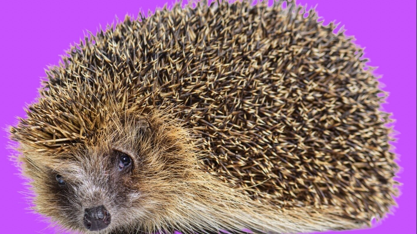 TidyTimecheck's tweet card. Protect Hedgehogs: Add Them to Schedule 5 Wildlife and Countryside Act 1981