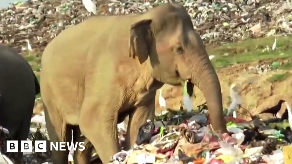 KBW175's tweet card. Elephants have been swarming to a landfill site, where they have been eating harmful plastics.