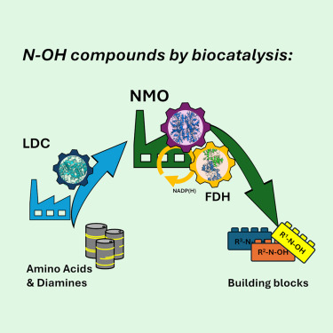 dirktischler's tweet card. Artur Maier et al. demonstrate the selective hydroxylation of N moieties of various compounds by means of enzymatic cascades. The so formed N-hydroxy compounds can be isolated and applied in synthe...