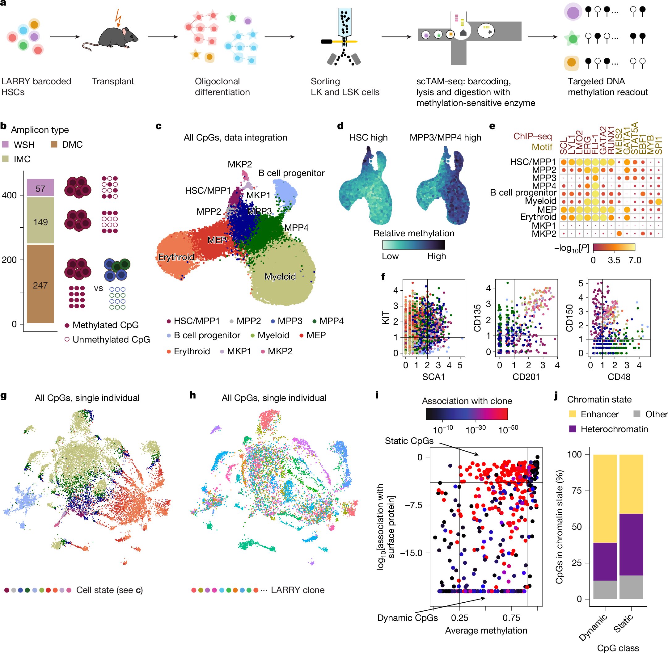 FraticelliLab's tweet card. Nature - The discovery that DNA methylation of different CpG sites can serve as digital barcodes of clonal identity led to the development of EPI-Clone, an algorithm that enables single-cell...