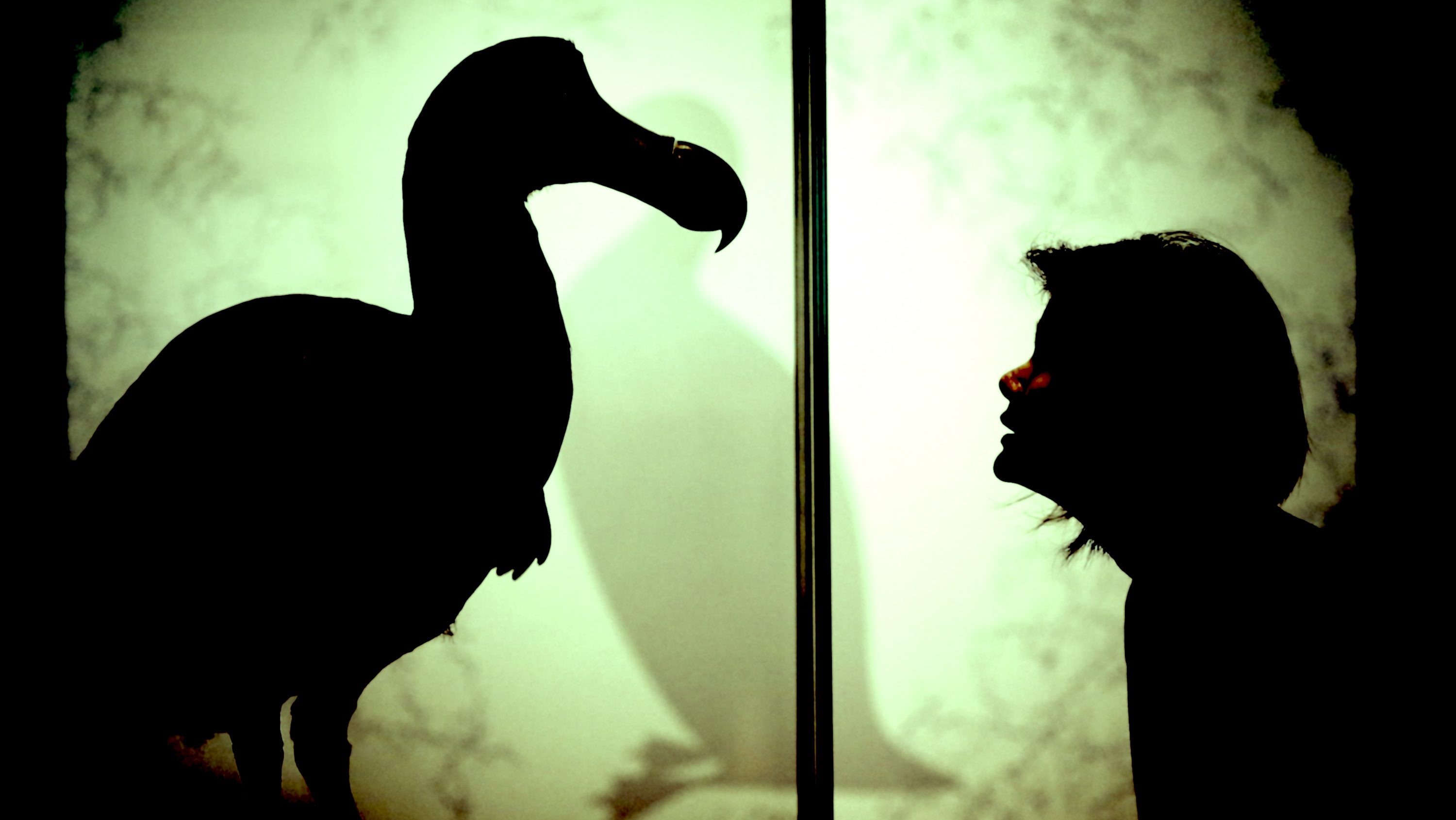 jessicahester's tweet card. You are wandering the forests of Mauritius, an oyster-shaped island east of Madagascar, when you spy a dodo, a bird famous for being as dead as one can possibly be. Yet this dodo waddles before you,...