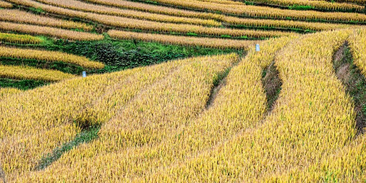 Martin_Moder's tweet card. Er sollte Millionen vor Mangelernährung schützen, doch um den gentechnisch veränderten Golden Rice tobte eine jahrzehntelange Debatte. Auf den Philippinen wird er nun angebaut