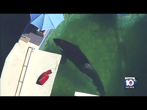 Whale_Sanctuary's tweet card. An executive with the Miami Seaquarium is expected to be joined by county officials and philanthropists Thursday morning to announce a plan to return beloved Orca Lolita to her “home waters.”