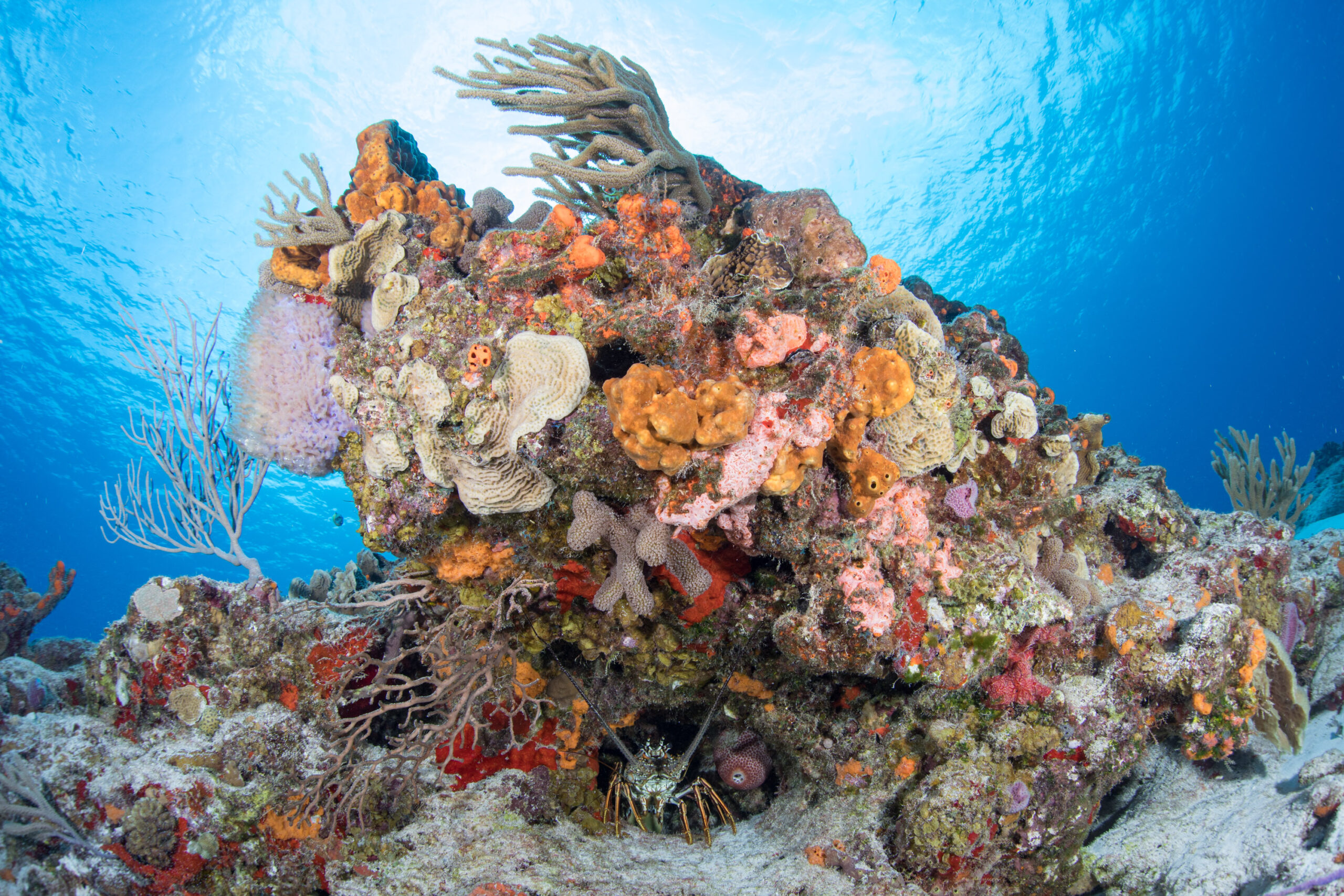 coral_org's tweet card. Coral restoration is unlikely to save reefs from our planet’s warming temperatures if we don't reduce local stressors, according to a new study.