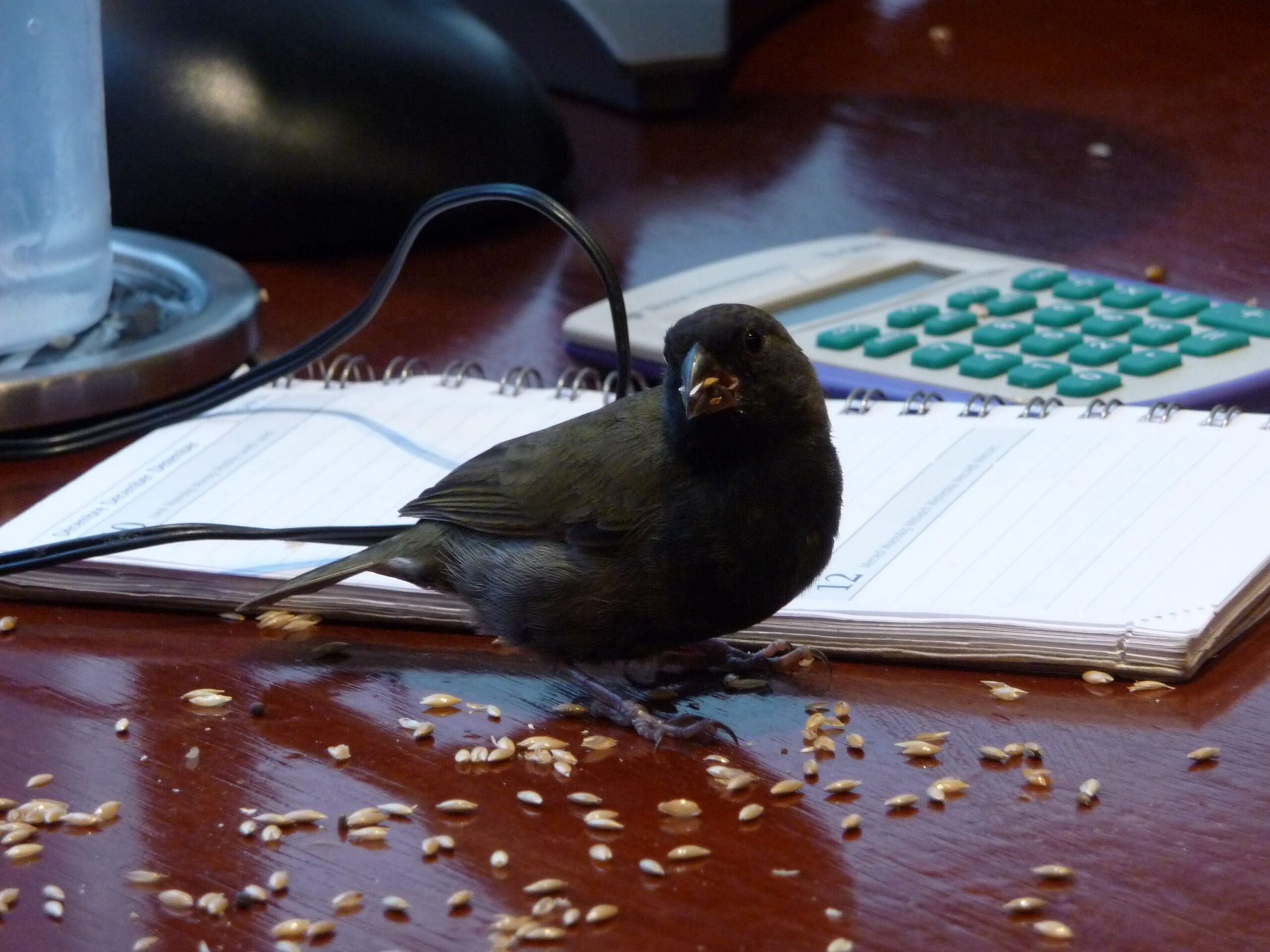 intaucom's tweet card. At Uber, financial analysts and accountants sift through vast data sets to support real-time decision-making. Traditional data access—often involving complex SQL queries across multiple platforms—c...