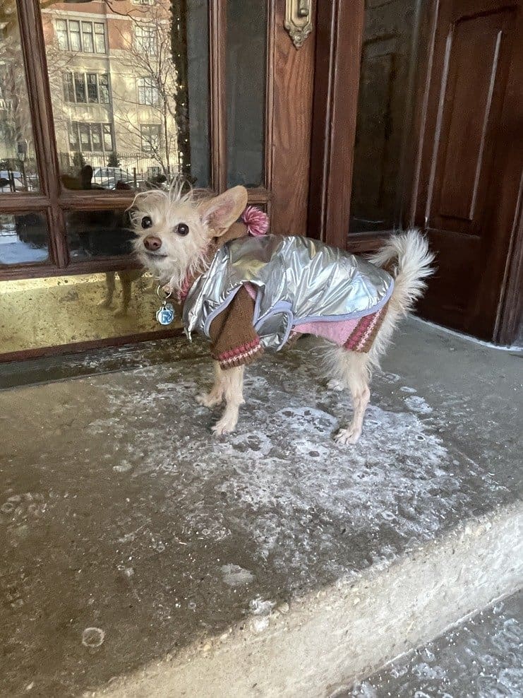 stevedalepets's tweet card. Pet expert Steve Dale offers tips on how to keep pets safe in the winter, and will talk about it on Daytime Chicago, WGN-TV