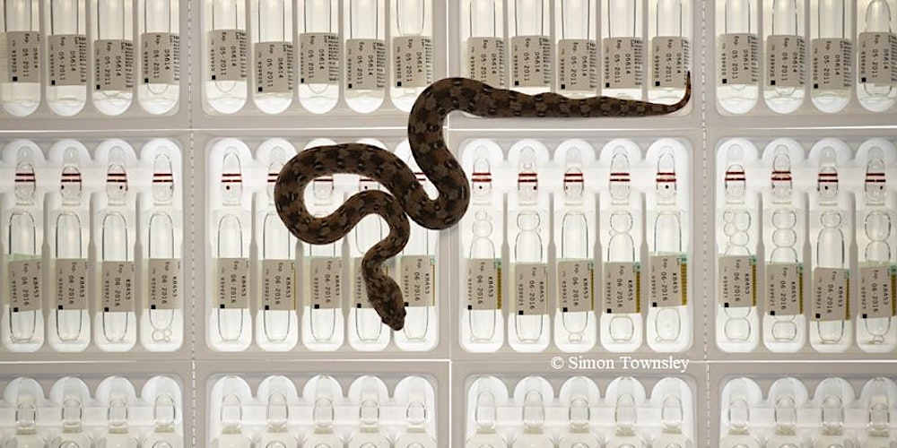 CSRIatLSTM's tweet card. A mini conference focused on the standard neutralisation of snake venom lethality murine model, its history, its success and its future.