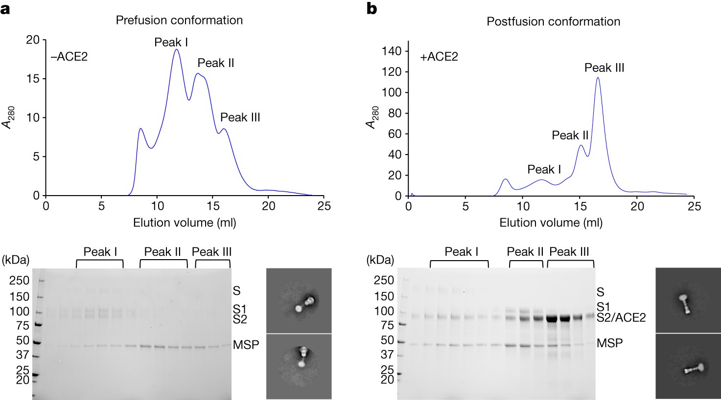 ipiproteins's tweet card. Nature - The SARS-CoV-2 spike internal fusion peptide forms a hairpin-like wedge that spans almost the entire lipid bilayer and the transmembrane segment wraps around the fusion peptide at the last...