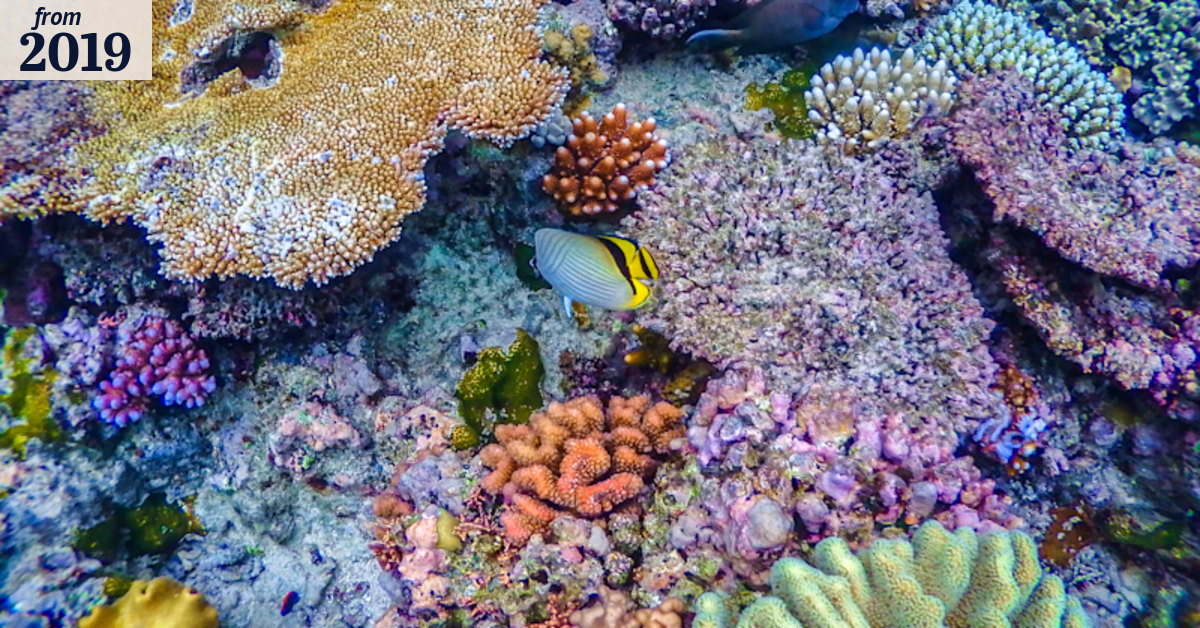 350Australia's tweet card. The Great Barrier Reef Marine Park Authority says global warming must be kept to 1.5 degrees - a threshold that scientists say requires shutting down coal within three decades.