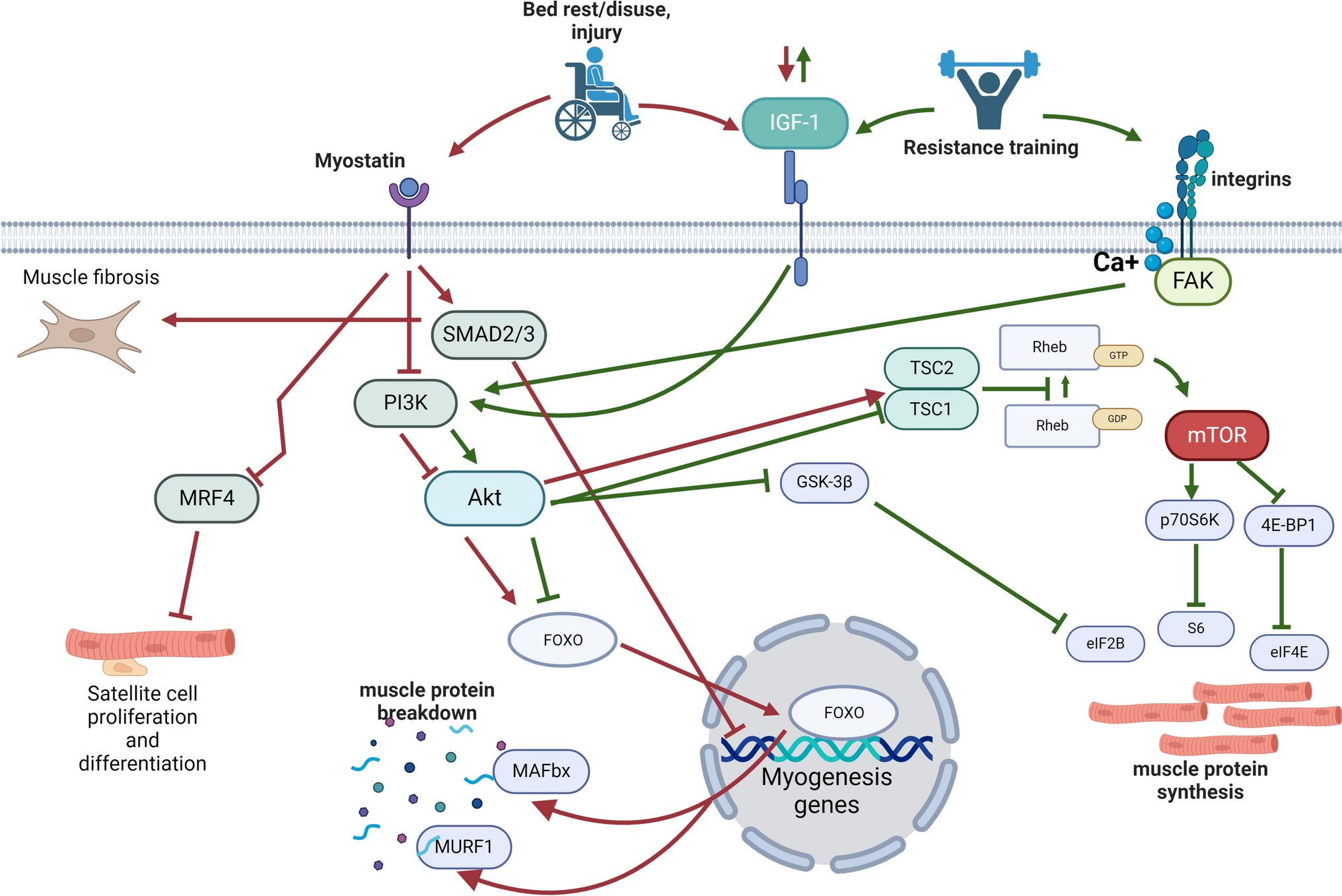 cashford_'s tweet card. Sports Medicine - Following anterior cruciate ligament (ACL) injury, quadriceps muscle atrophy persists despite rehabilitation, leading to loss of lower limb strength, osteoarthritis, poor knee...