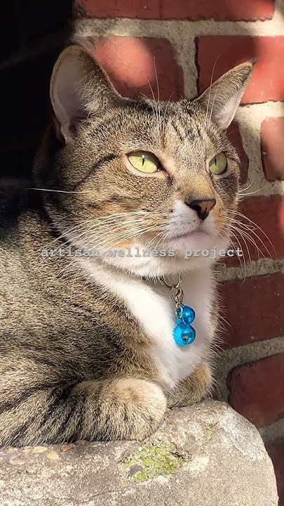 artisanwellness's tweet card. miss tai lee #cat november 6, 2025 11:35am #thursday #felines...