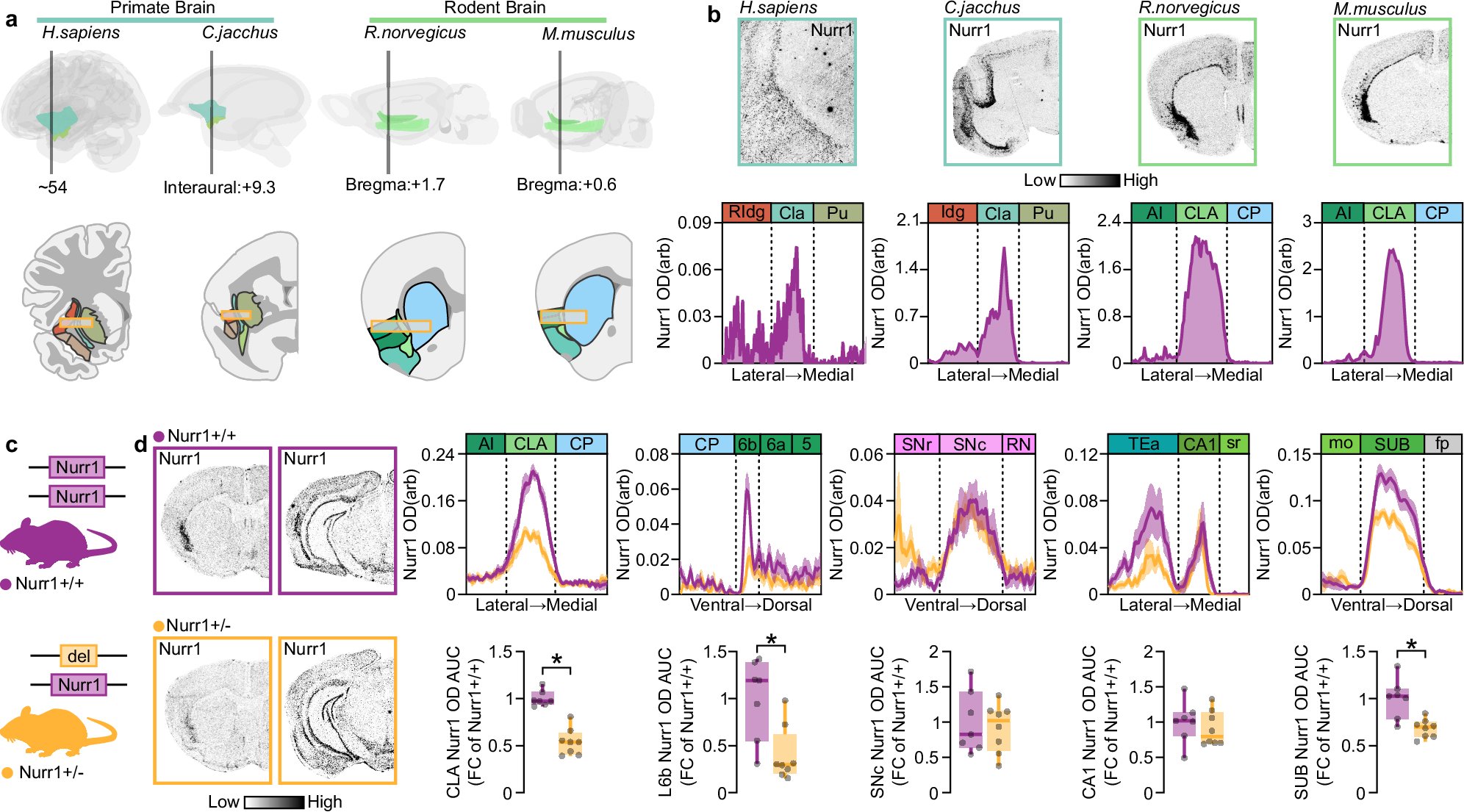 Ioannis_Mantas's tweet card. Nature Communications - The claustrum/dorsal endopiriform cortex (CLA) is a complex brain region with an unclear function. Here, the authors show that Nurr1 is important for maintaining neuron...