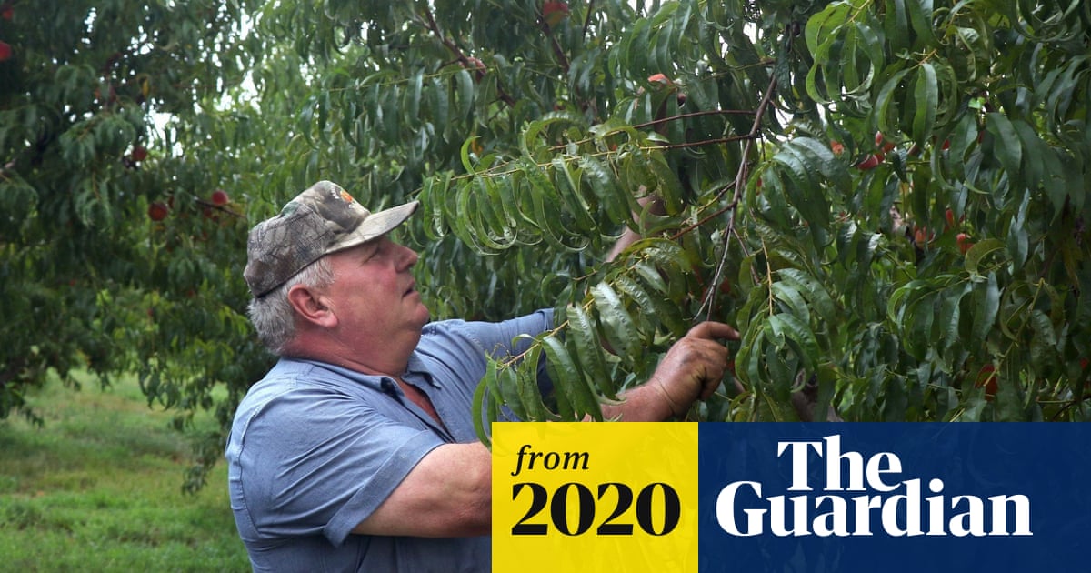 GHHowell's tweet card. Internal documents describe how to profit from farmer losses and desire to oppose some independent testing