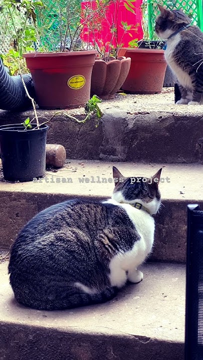 artisanwellness's tweet card. brother sister cats!: #wednesday november 12, 2025 2:46pm #felines...