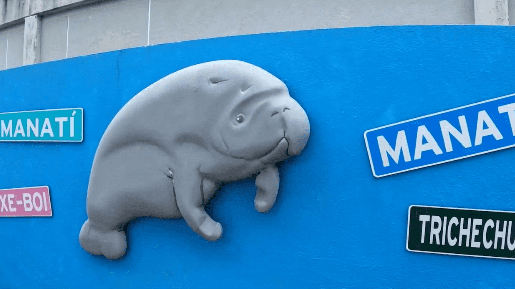 tele11PR's tweet card. La semana del Manatí Caribeño se celebrará durante la primera de septiembre, y el Centro de Conservación de Manatíes de la Universidad Interamericana de Bay ...