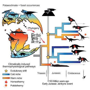 TomHoltzPaleo's tweet card. Dinosaur acclimatization and the evolution of bird-like, independent thermoregulation are heavily debated. Chiarenza et al. quantify the evolution of dinosaur thermal strategies, showing trends...