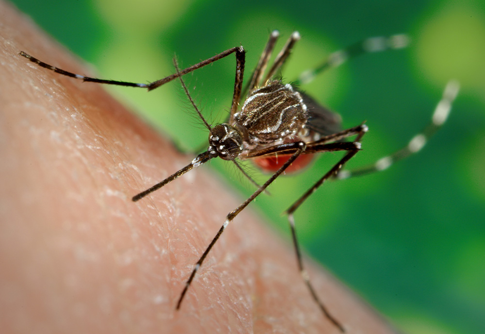 cseUSF's tweet card. The dashboard is the result of an NSF-funded global research project that started in 2020.