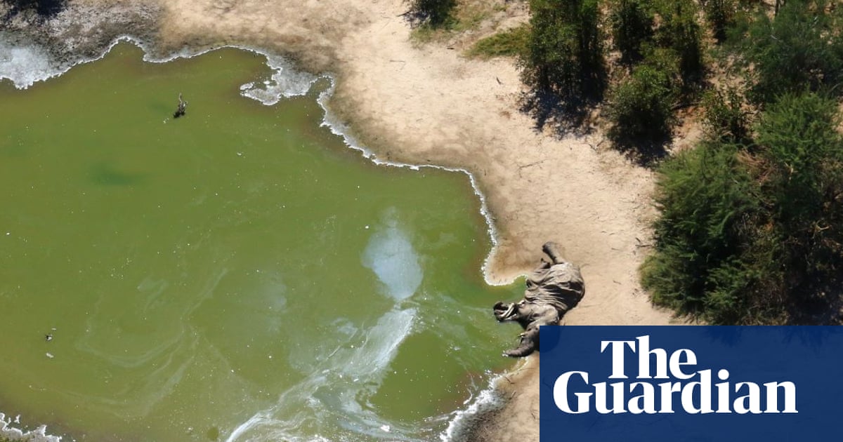 davidelomeo's tweet card. Satellite data analysis suggests algal blooms could be behind mass die-off in Botswana that sparked flurry of theories in 2020