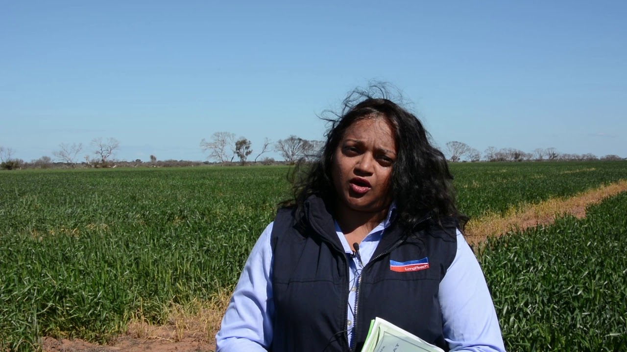 SAGrainTrust's tweet card. Development of dual purpose awnless wheat varieties for frost...