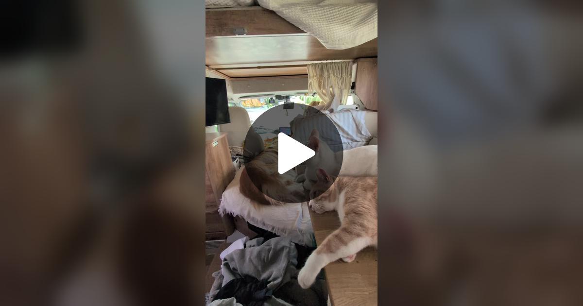 monkakio's tweet card. 「いいね」が778件、コメントが13件。「家が近くになると後ろの席でこうなる😸😺😽」