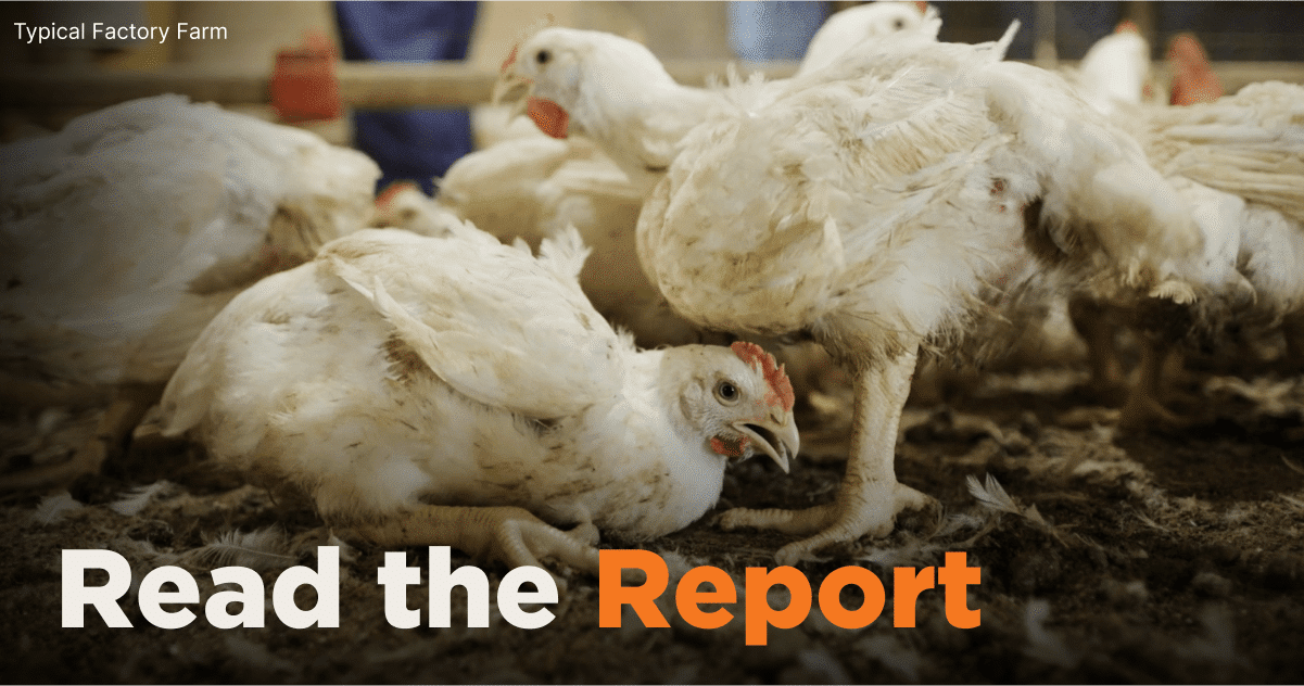 WrldFed4Animals's tweet card. How Foodservice Providers Rank on the Better Chicken Commitment. https://servingupchange.org/