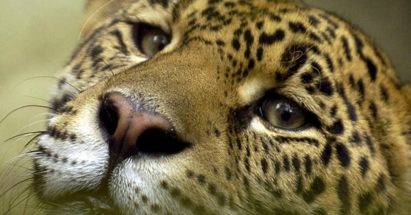 ConnTechinc's tweet card. Brazil is selling huge chunks of protected Amazon parkland to corrupt businessmen for mining, logging and farming. But together we can stop it -- if we pile on behind a massive Brazilian-led movement...