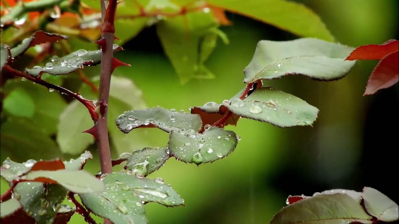 spacescience100's tweet card. Soothing Natural Rain Sounds for Inspirational Awareness