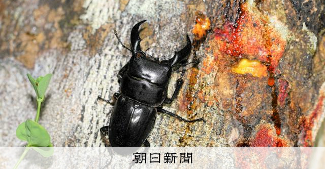 SciKotz's tweet card. ■■連載　奄美の森観察日記　奄美博物館・平城達哉　【2024年8月15日付鹿児島版】私は奄美市の市街地から少し離れた住宅地に住んでいます。すぐ隣に森林があり、我が家には様々な生きものが姿を現します。今…