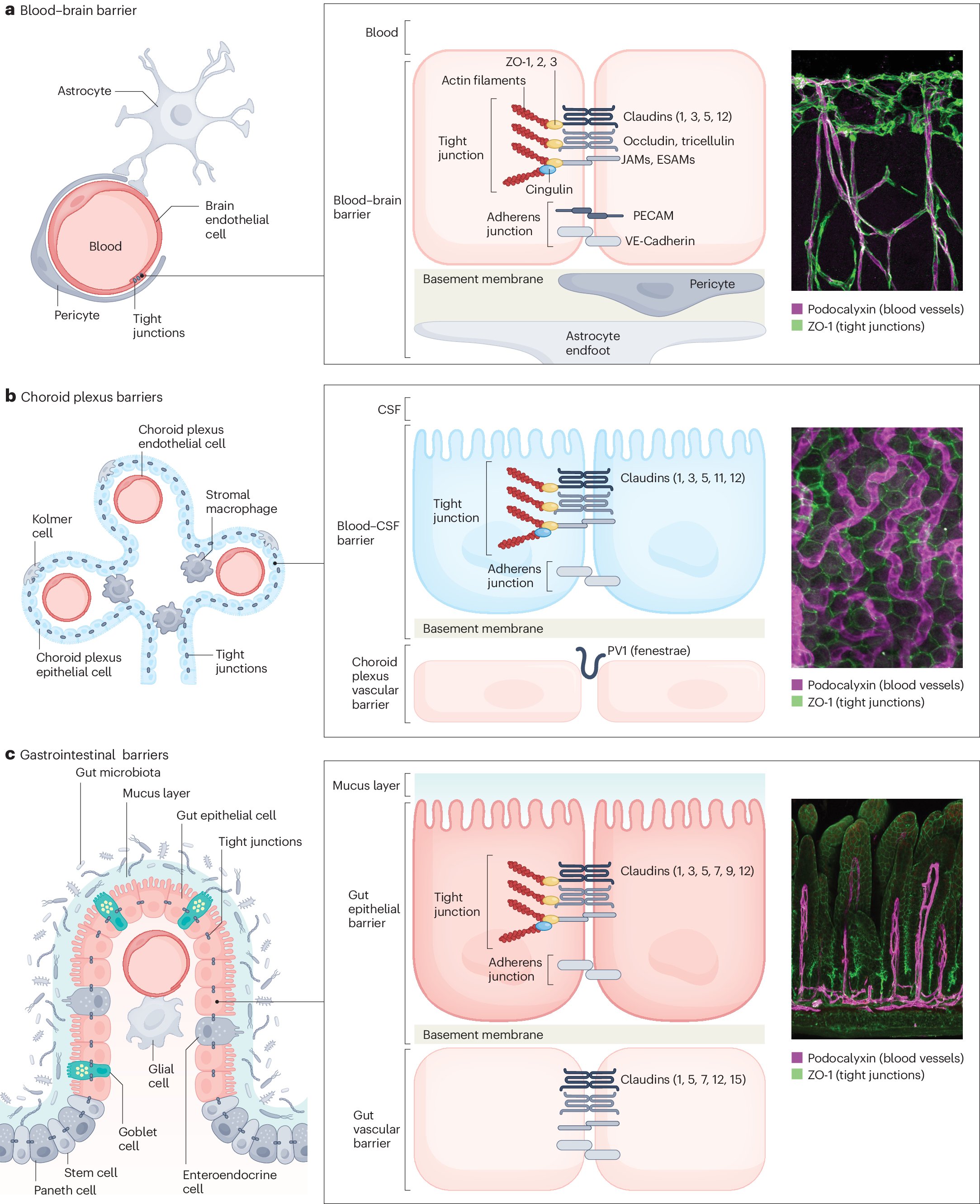 GMFHx's tweet card. Nature Reviews Gastroenterology & Hepatology - The gut microbiota is an important modulator of the gut–brain axis. This Review provides an overview of barrier function across this axis...