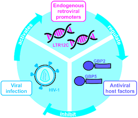 CedricFeschotte's tweet card. Abstract. Although endogenous retroviruses (ERVs) are known to harbor cis-regulatory elements, their role in modulating cellular immune responses remains p