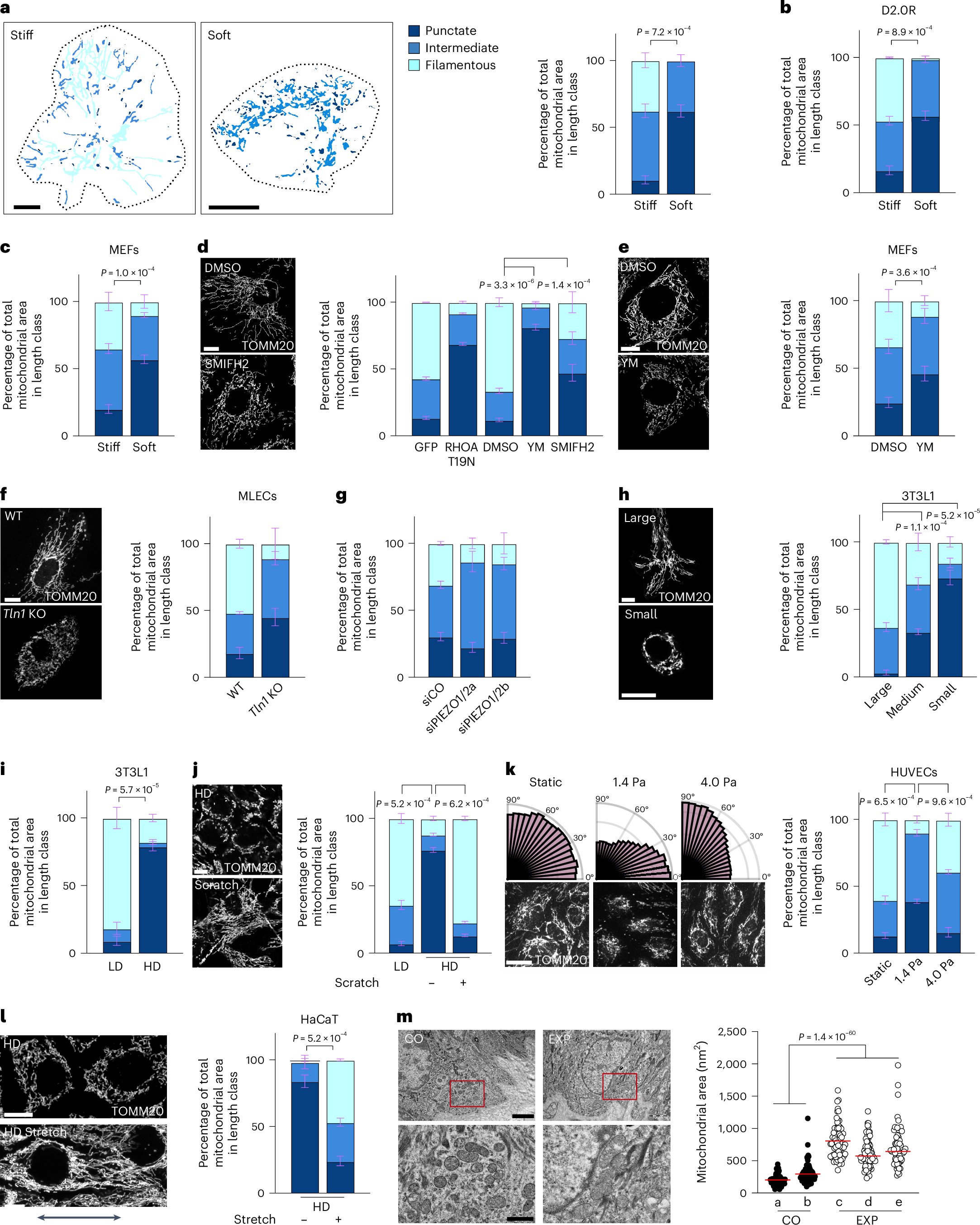 SirioDupont's tweet card. Nature Cell Biology - Romani et al. show that matrix stiffness, confinement and applied forces impact mitochondrial dynamics and DRP1- and MIEF1-dependent mitochondrial fission regulates...