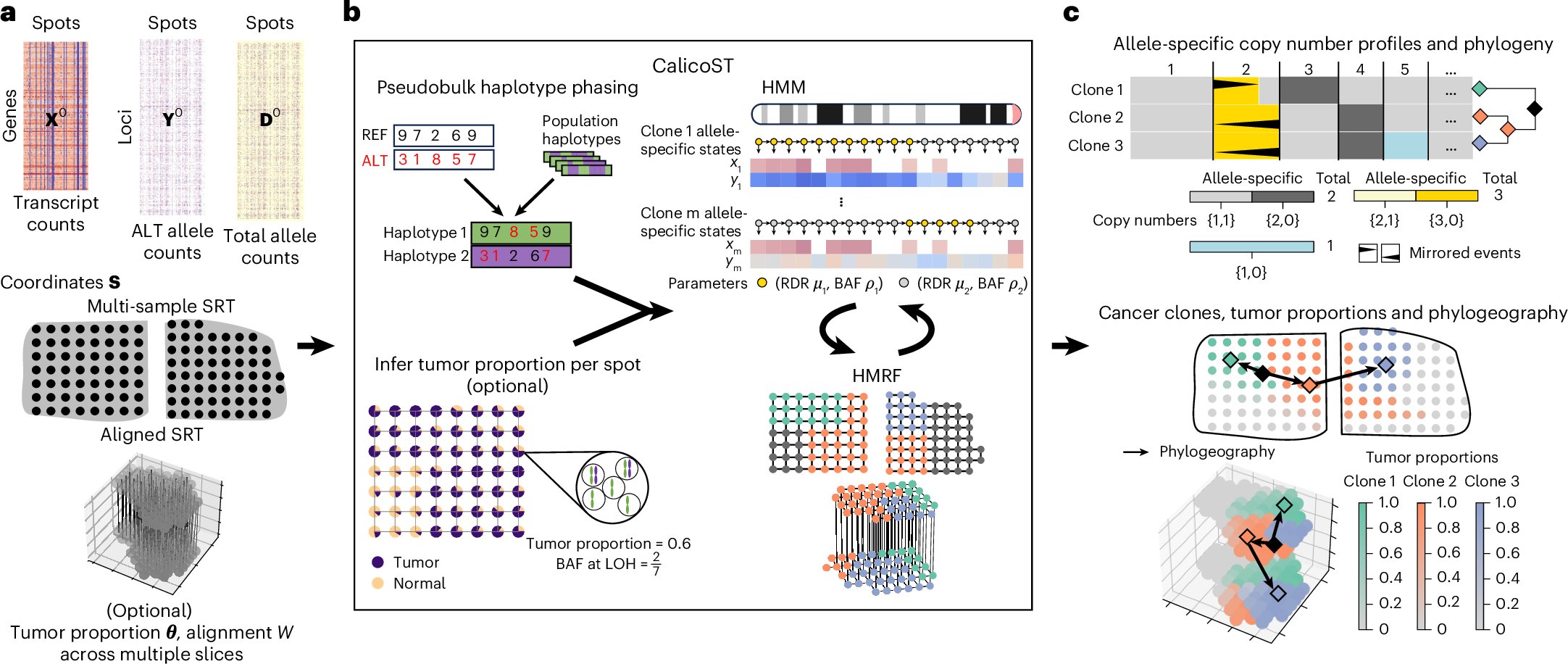 LGMartelotto's tweet card. Nature Methods - This work presents CalicoST for inferring allele-specific copy numbers and reconstructing spatial tumor evolution by using spatial transcriptomics data.