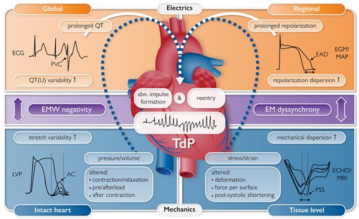 MJAckermanMDPhD's tweet card. Abstract. An abundance of literature describes physiological and pathological determinants of cardiac performance, building on the principles of excitation
