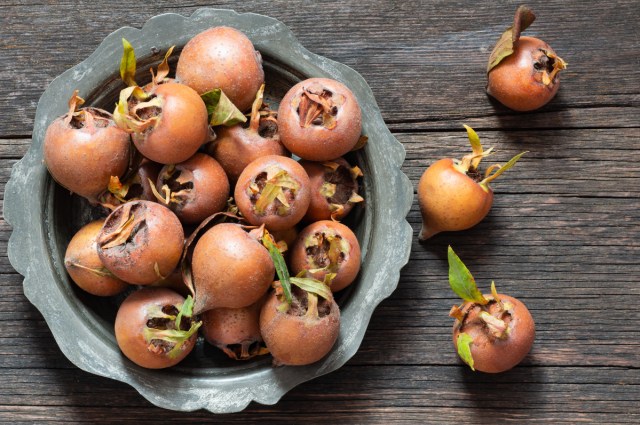 TyTyNursery1's tweet card. Medlar trees are unique fruit trees needing specific care in early spring for optimal growth. Key actions include pruning for structure, cleaning the base, applying balanced fertilizer, consistent …