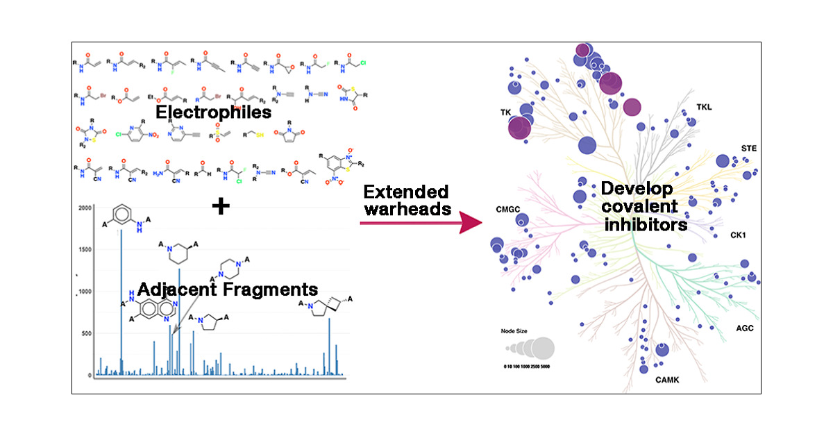 JCIM_JCTC's tweet card. In designing covalent kinase inhibitors (CKIs), the inclusion of electrophiles as attacking warheads demands careful choreography, ensuring not only their presence on the scaffold moiety but also...