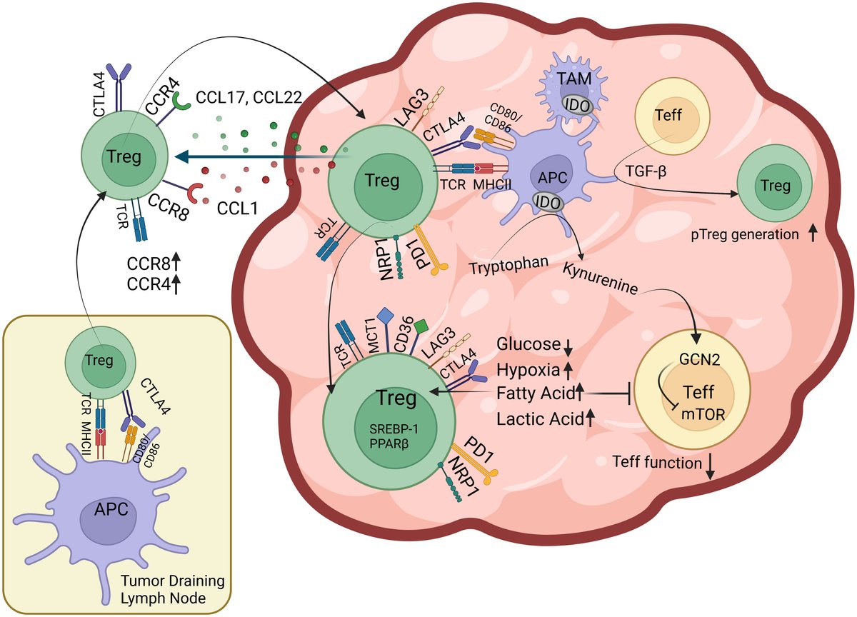 akkayalab's tweet card. The concept of cancer immunotherapy has gained immense momentum over the recent years. The advancements in checkpoint blockade have led to a notable progress...