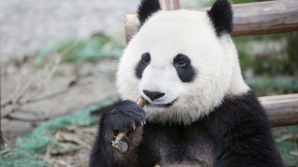 FishingTweets31's tweet card. Pandas are descended from carnivores. Why do they eat an (almost) exclusively vegan diet?