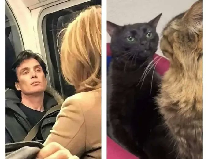 waveblender's tweet card. The resemblance is uncanny 🤭