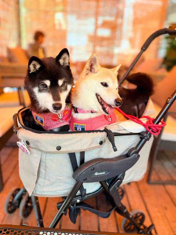 kabosumama's tweet card. 今朝は「佐倉里山自然公園」へ行ってきました。ここを訪れたのは初めてなんです。木漏れ日が差し込む小道はまるで絵本の中の世界のよう。でも茂みからヘビが出てくるんじゃないかとちょっとドキドキでした。あまりに気持ちがいいので私といろちゃんはぐんぐん歩いてしまって