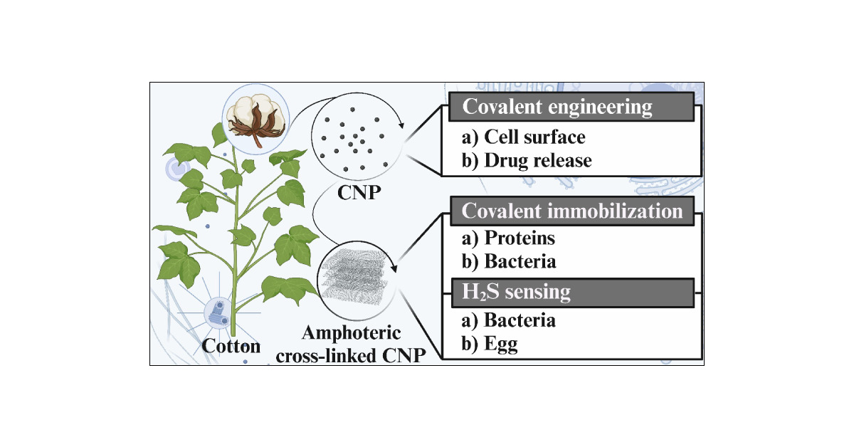 vishal_iiserb's tweet card. Cellulosic nanomaterials have significantly promoted the development of sensing devices, drug delivery, and bioreactor processes. Their synthetic flexibility makes them a prominent choice for...