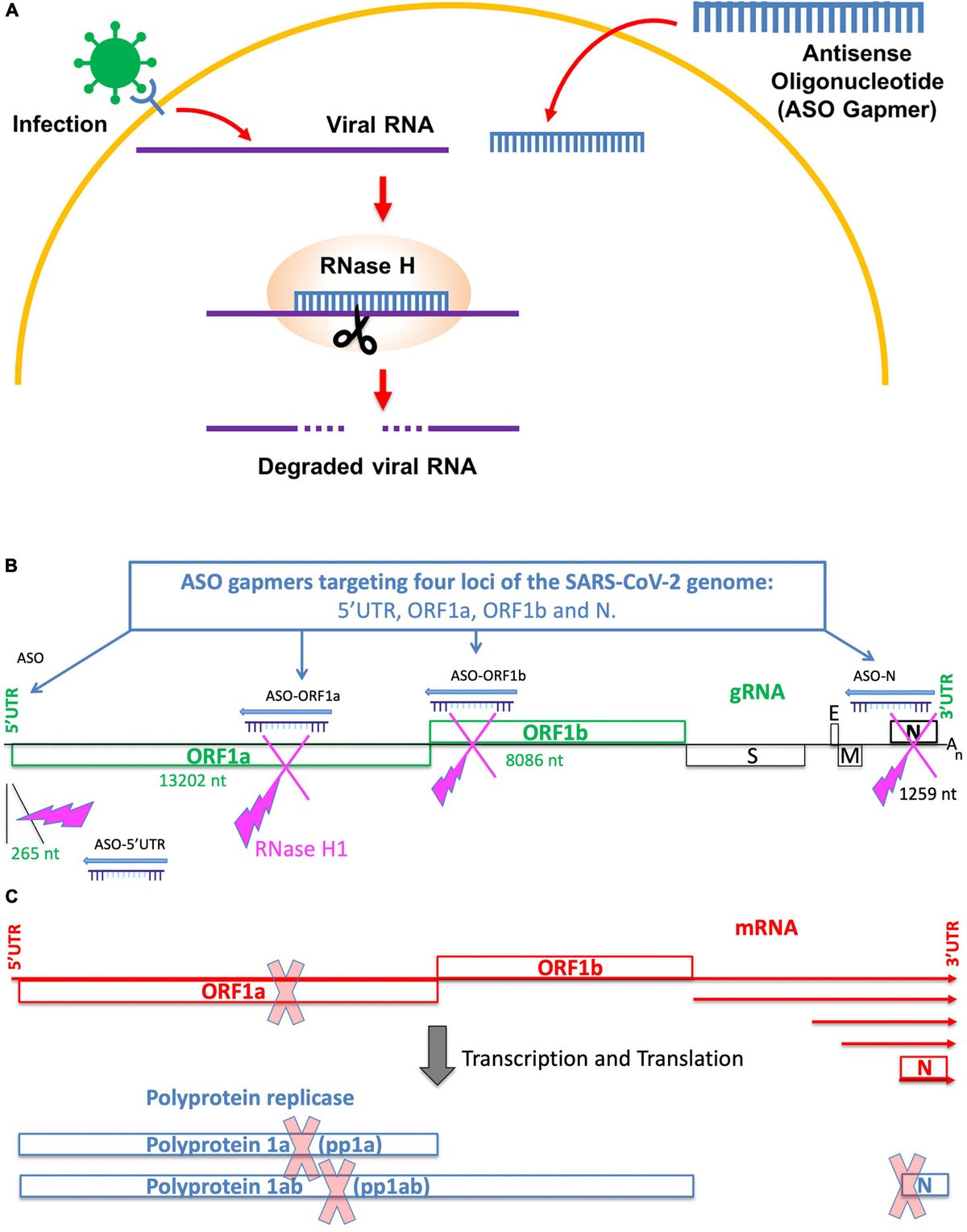 ncRNAworld's tweet card. The ongoing COVID-19 pandemic continues to pose a need for new and efficient therapeutic strategies. We explored antisense therapy using oligonucleotides tar...
